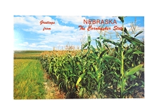 Nebraska Corn Field Postcard